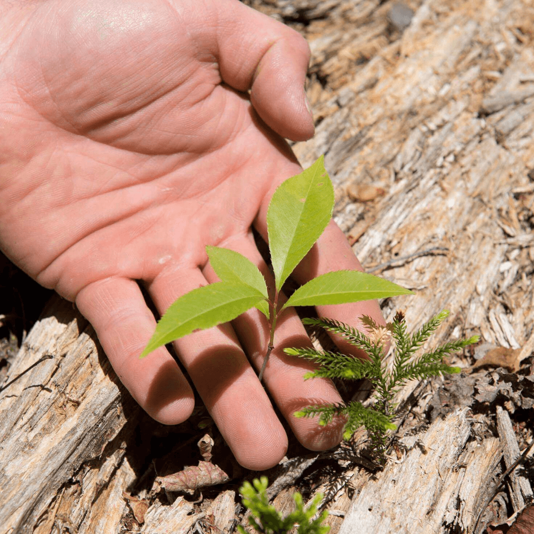 Forest and Conservation Workers